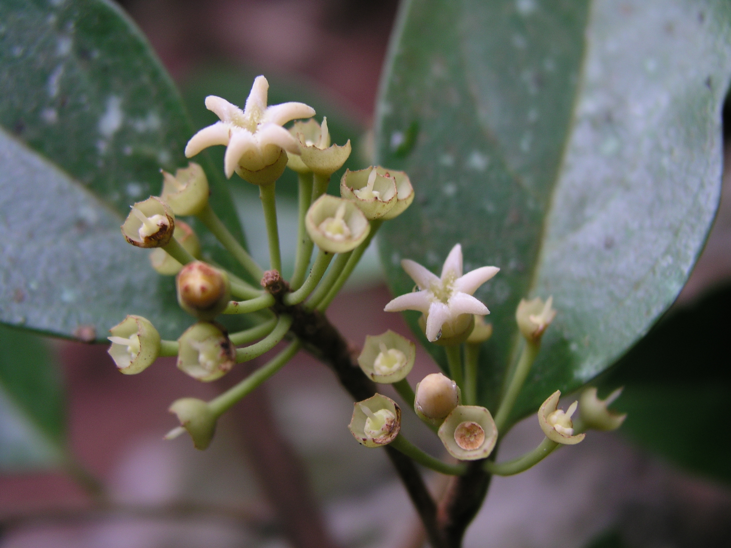 ก่อแซะ Anacolosa ilicoides Mast.<br/>OLACACEAE